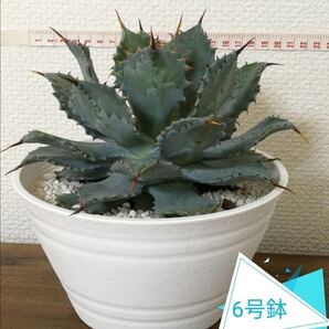 美株 アガベ 雷神 多肉植物 Agave Potatorum アガベ ポタトルム アガベ ライジン 多肉植物 6号深型鉢