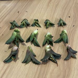 多肉植物 アガベ チタノタ金剛 子株 4株,Fo222子株 4株,夕映 覆輪錦 子株 5株 同梱