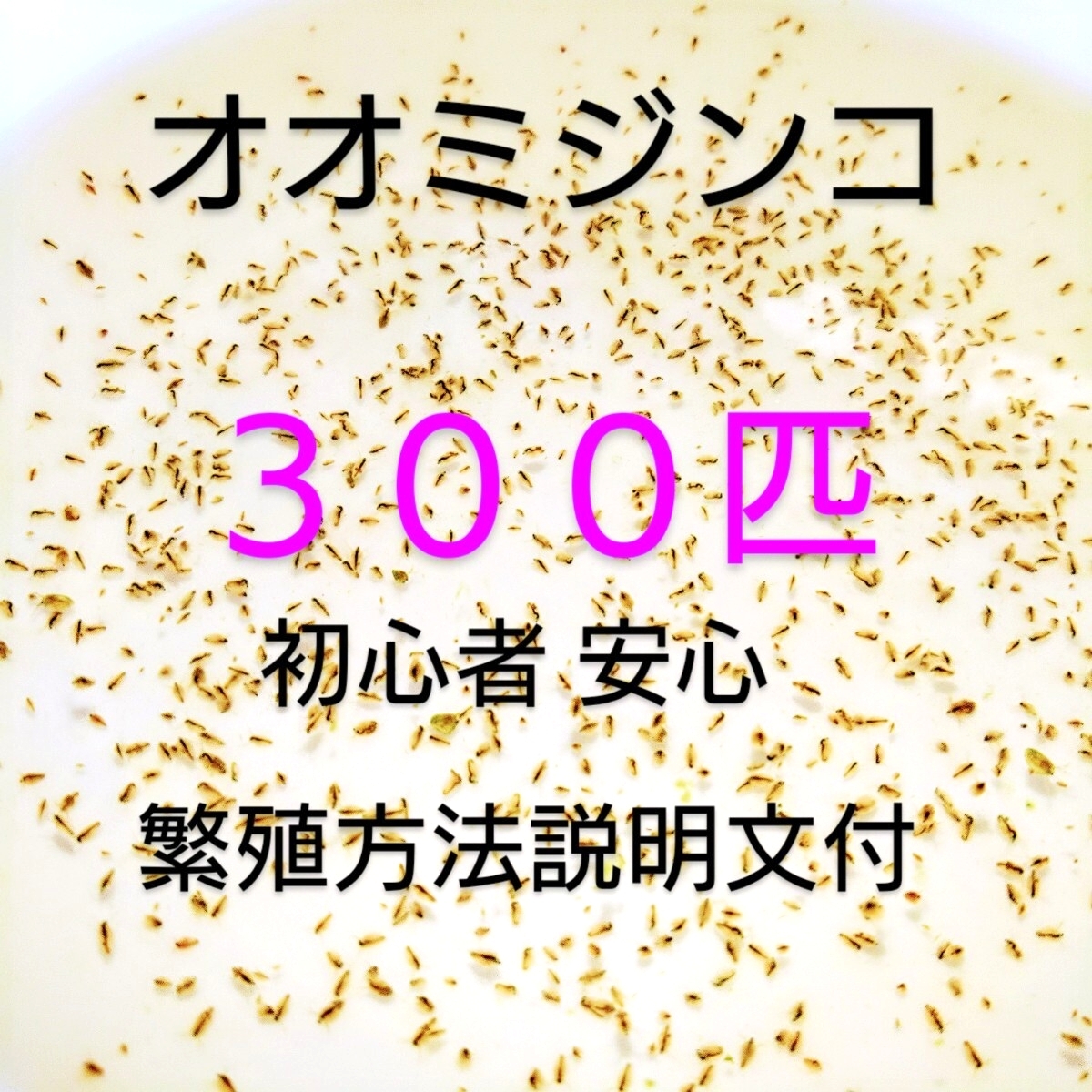 セール100円引 オオミジンコ 300匹繁殖させて メダカ 熱帯魚 金魚 錦鯉 