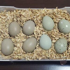 5個 真っ白 白姫 有精卵 ヒメウズラ 姫ウズラ 姫うずら シロヒメウズラ 白姫ウズラ ひめうずら 送料無料