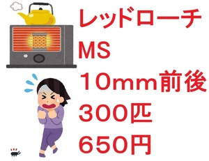 レッドローチ MS 10mm前後 300匹 650円