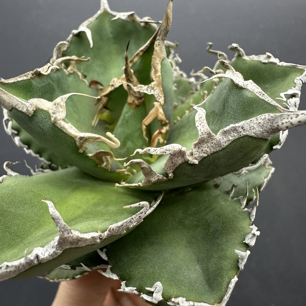 Yahoo!オークション -「チタノタ 鰐亀」の落札相場・落札価格