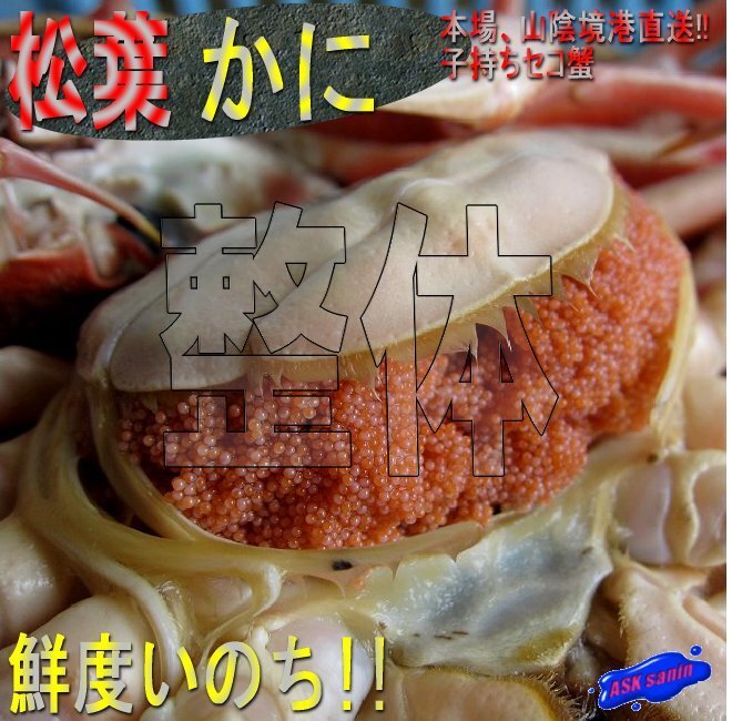 名人の「浜茹セコ整体-1kg/」完全無欠　蟹の王様、松葉蟹の子持ち雌　■本場、山