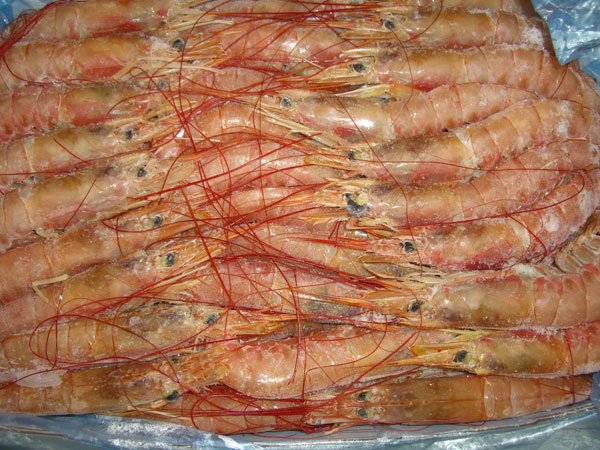 〔有頭〕アルゼンチン赤エビ2ｋｇ前後（70尾前後）〔Ｅ〕北港直販☆えび・エビ・海