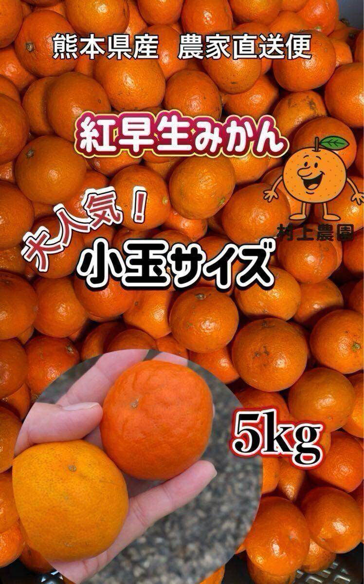 熊本県産 【紅早生みかん 】人気の小玉5kg 家庭用 2級品5