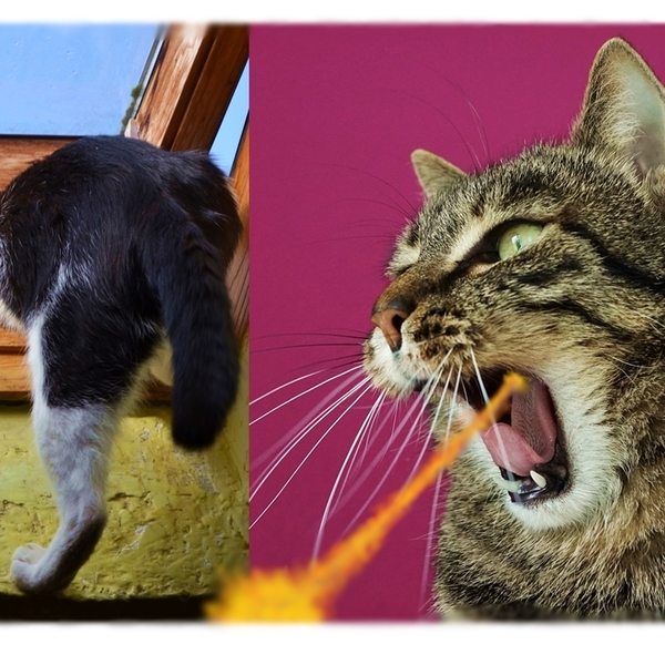 , A4プリント 退却~!! 逃げる猫 bu277 アート 現代美術 猫 ねこ画 ネコ画 合成写真 にゃんこ画 ニャンコ画 funny cat picture Art