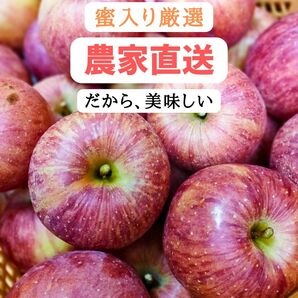 山形県朝日町産・蜜入りりんごサンふじ5キロ(大小混合・訳あり)16-20玉