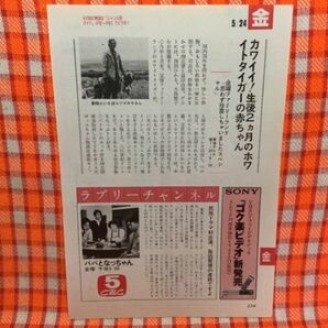 CN15474◆切抜き◇小泉今日子浜田雅功田村正和白川由美畑正憲◇パパとなっちゃん・民放ドラマ初出演。毎回緊張の連続ですよ・思わず珍芸の画像1