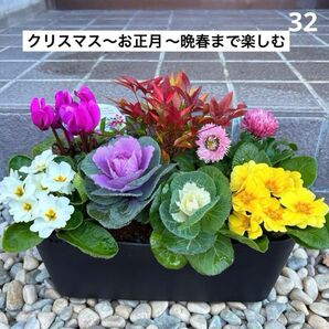 32.☆このまま飾って☆クリスマス〜お正月〜晩春まで楽しむ☆寄せ植えの鉢花☆