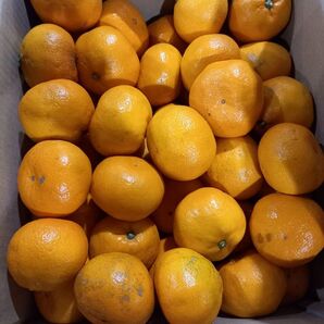 熊本県産 家庭用 みかん 2L~3Lサイズ混合箱込10キロ