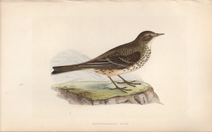 1867年 Bree ヨーロッパの鳥類史 手彩色 木版画 セキレイ科 タヒバリ属 タヒバリ PENNSYLVANIAN PIPIT 博物画