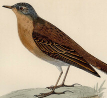 1895年 Morris 英国鳥類史 木版画 手彩色 セキレイ科 タヒバリ属 タヒバリ WATER PIPIT 博物画_画像2