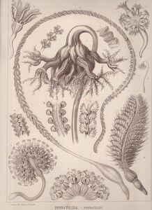 1901年 ヘッケル 生物の驚異的な形 大判 Pl.19 ウミシイタケ スカシヤナギウミエラ ウミエラ Pennatulida 刺胞動物 博物画