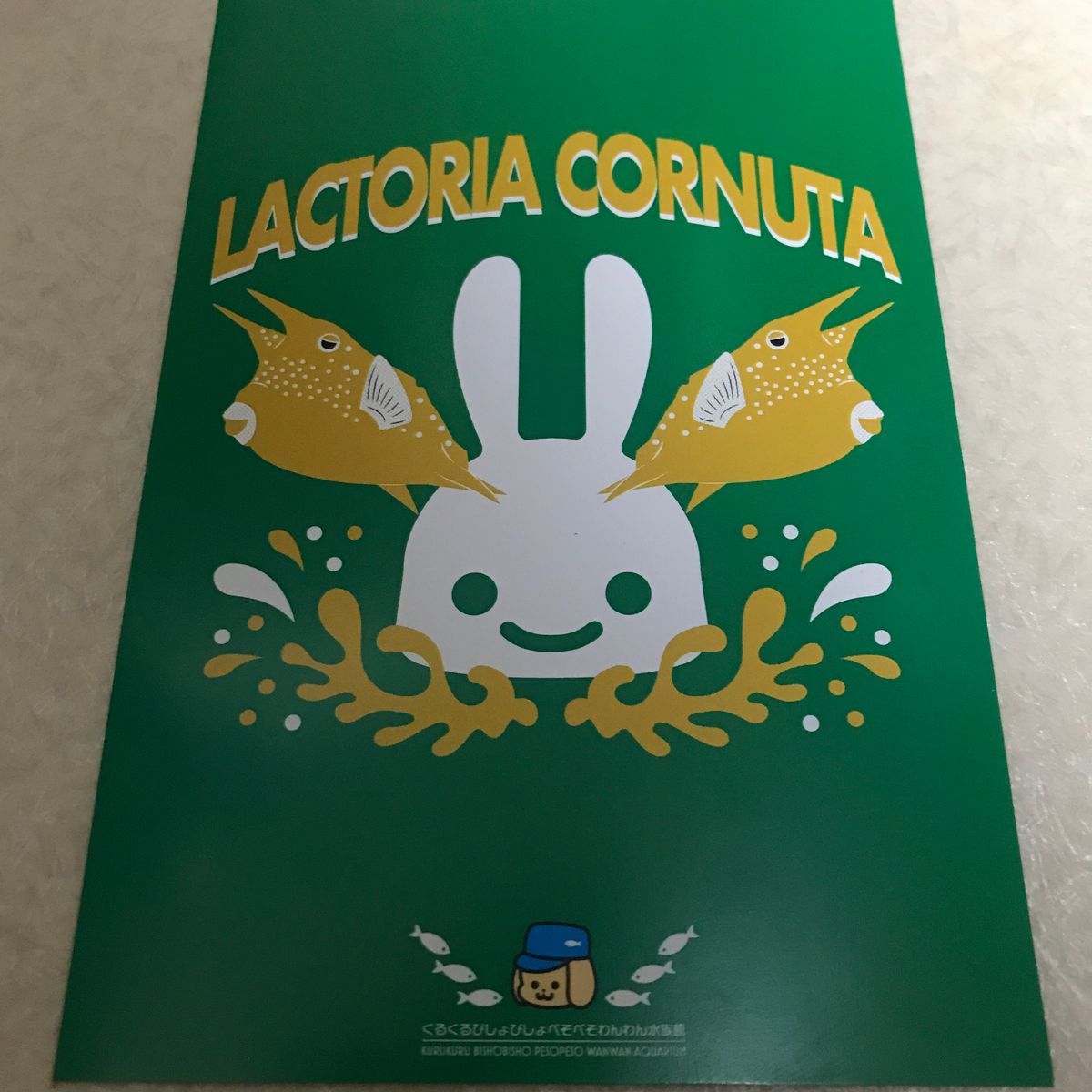 未使用 cune キューン うさぎ ポストカード コンゴウフグ グリーン系 水族館 green post card 河豚