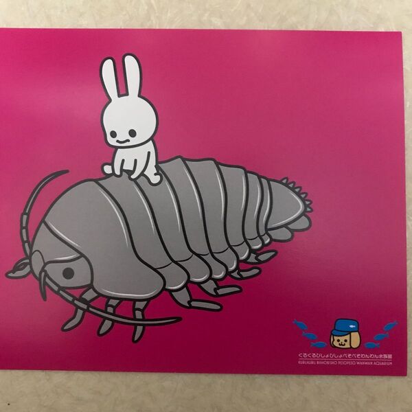 未使用 cune キューン うさぎ ポストカード ダイオウグソクムシ ピンクレッド系 水族館 pink red post card
