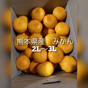 熊本県産 みかん 大サイズ2L~3L 箱込10キロ 家庭用