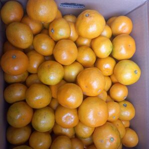 熊本県産 みかん Lサイズ 箱込10キロ 家庭用