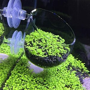 水槽鉢　水草ポット　ガラスポット　アクアリウム　熱帯魚　カップ