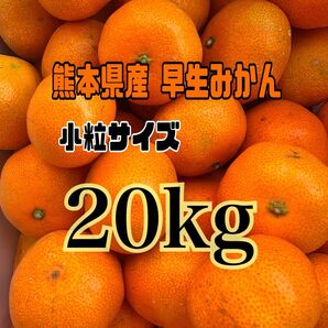 熊本県産 早生みかん 小粒サイズ (箱込20kg)秀