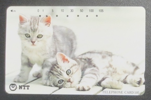 卯月特売品　動物テレカ・使用済み105度数 (猫、かわいい子猫　ネコ　仔猫)　NTT発行、穴:7孔　小折れ、裏・刷り跡　経年不明品　送料63円