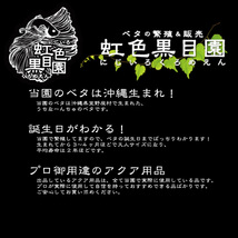 アクアリウム用 天日塩 15kg ベタファーム 虹色黒目園 使用品 ( あらびき 大粒 荒塩 粗塩 あらじお 熱帯魚 塩水浴 水槽 バスソルト_画像4