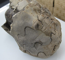 化石 アンモナイト 約16kg 北海道 札幌市手稲区_画像6