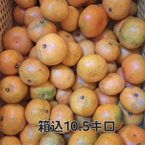 熊本県産 早生みかん 箱込10.5キロ 限定価格!
