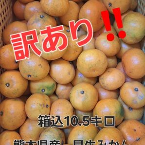熊本県産 早生みかん 箱込10.5キロ ワケアリ あとわずか!