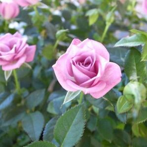 ◆画像より1株◆元気モリモリ!豪華な開花株◆可憐なブルーミニバラ◆あすなろブルー◆四季咲き