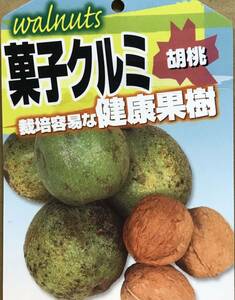 胡桃 菓子クルミ 苗木