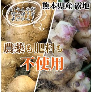 新生姜 400g 古根生姜 400g 農薬肥料不使用 露地栽培 熊本県産 自然栽培