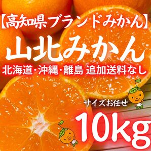 03ブランドみかん 高知県産 山北みかん10kg 特産 産地直送 蜜柑 送料無料
