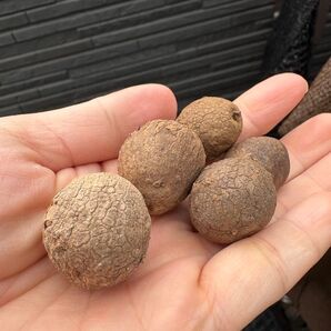 5株Stephania Erectaステファニア エレクタコーデックス 多肉植物 塊根植物 2.5-3cm