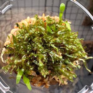 ⑥【年末大売り出し開催中】Willinckii 月光爪哇 前葉体XL