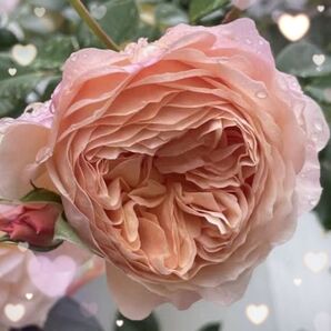 レア 【バラ挿木苗】 DA ER 廃盤品種 ウィリアムモリス 希少 バラ 苗 ⑤