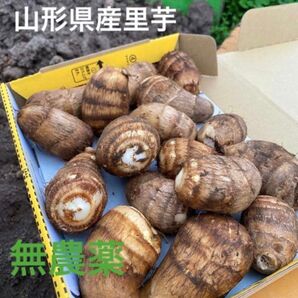 山形県産里芋 無農薬 【★12/6~7の発送】