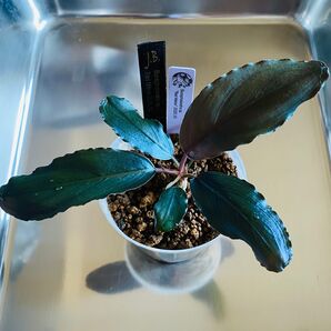 Bucephalandra sp.Red melon レッドメロン JB