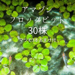 【30株】アマゾンフロッグピット スネール 無し マツモのおまけ付