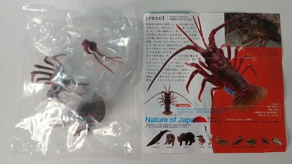 NATURE OF JAPAN 日本のいきもの イセエビ