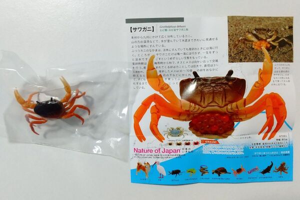 NATURE OF JAPAN 日本のいきもの サワガニ