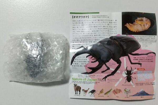 NATURE OF JAPAN 日本のいきもの オオクワガタ