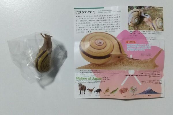 NATURE OF JAPAN 日本のいきもの ミスジマイマイ