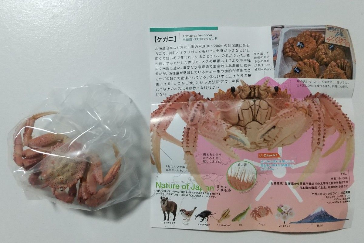 NATURE OF JAPAN　日本のいきもの　ケガニ