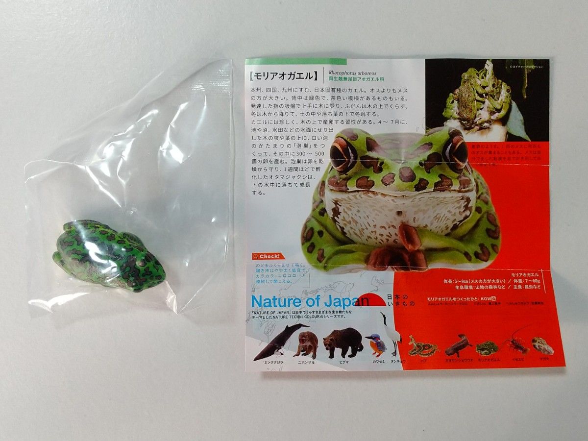 NATURE OF JAPAN　日本のいきもの　モリアオガエル