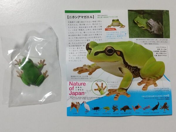 NATURE OF JAPAN 日本のいきもの ニホンアマガエル