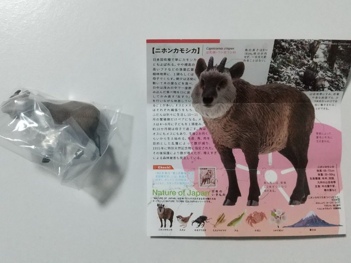 NATURE OF JAPAN　日本のいきもの　ニホンカモシカ