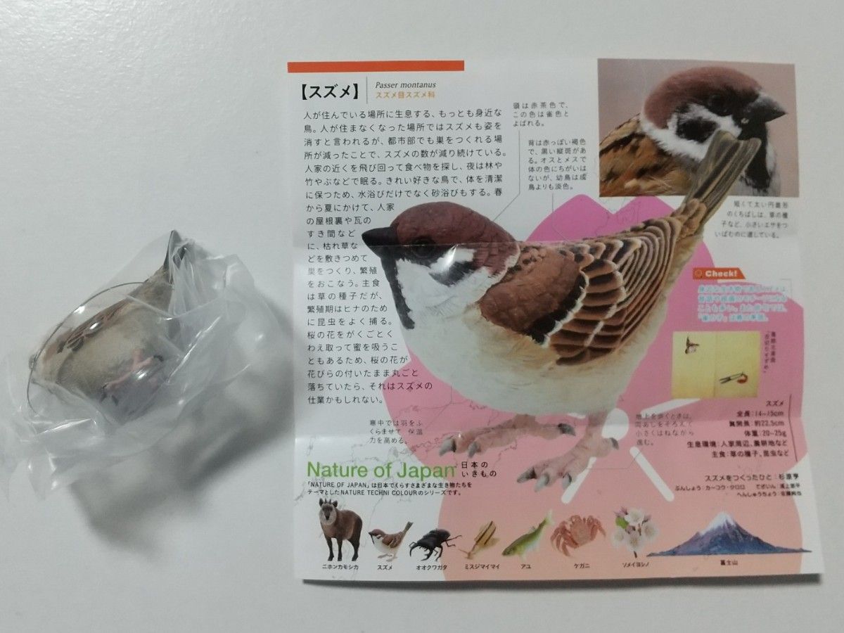 NATURE OF JAPAN　日本のいきもの　スズメ