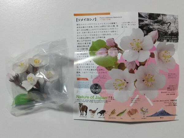 NATURE OF JAPAN 日本のいきもの ソメイヨシノ