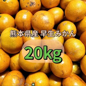 熊本県産 早生みかん 箱込み約20kg 家庭用