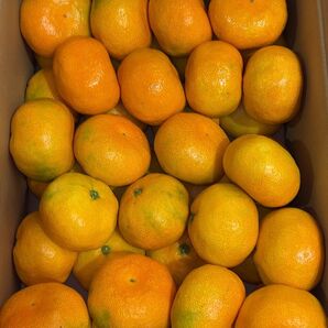 熊本県産 早生みかん M〜Lサイズ箱込10キロ